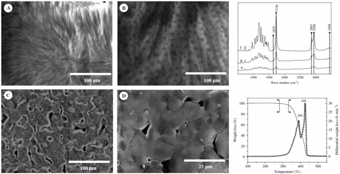 Synthesis and characterization of amine-functionalized amphiphilic block copolymers based on poly(ethylene glycol) and poly(caprolactone) 