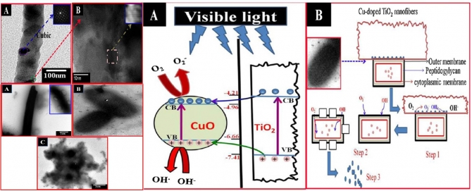 Inactivation of pathogenic Klebsiella pneumoniae by CuO/TiO2 nanofibers: A multifunctional nanomaterial via one-step electrospinning