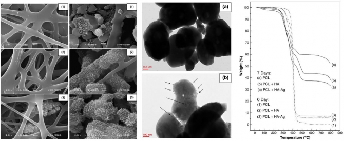 Structural  thermal  mechanical and bioactivity evaluation of silver-loaded bovine bone hydroxyapatite grafted poly(ε-caprolactone) nanofibers via electrospinning