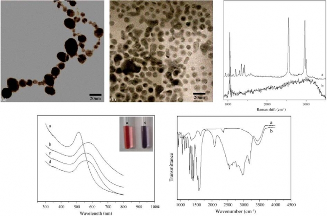 Spectroscopic identification of S-Au interaction in cysteine capped gold nanoparticles