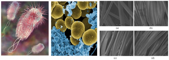 Preparation and Characterization of Chlorinated Cross-Linked Chitosan/Cotton Knit for Biomedical Applications