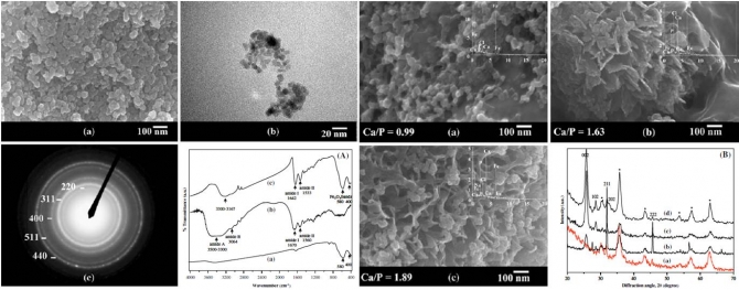 Bioactivity of gelatin coated magnetic iron oxide nanoparticles:in vitro uation