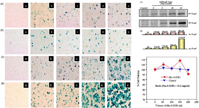 Laboratory formulated magnetic nanoparticles for enhancement of viral gene  in suspinsion cell line 