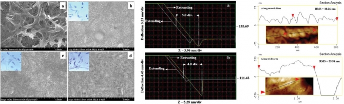 Biomimetic hydroxyapatite particulate nanofiber modified silicon: In vitro bioactivity