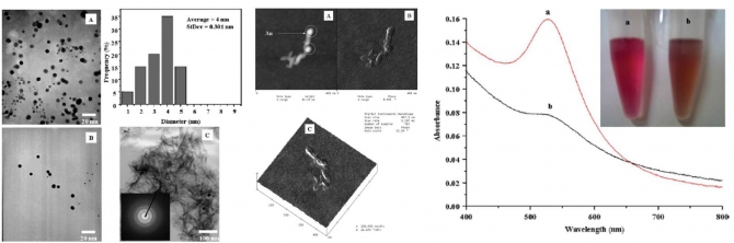 Immobilization of collagen on gold nanoparticles: preparation characterization  and hydroxyapatite growth