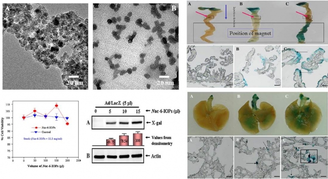 N-hexanoyl chitosan-stabilized magnetic nanoparticles: enhancement of adenoviral-mediated gene  both in vitro and in vivo