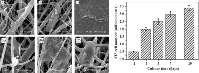 Novel biodegradable electrospun membranes: scaffold for tissue engineering
