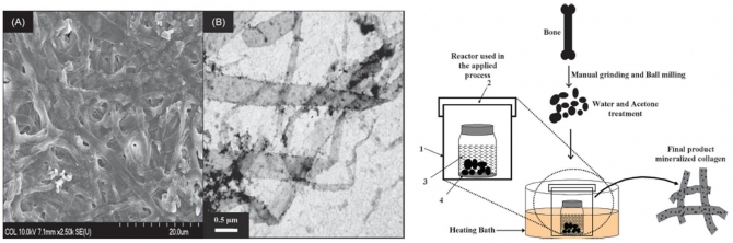 Fabrication of Mineralized Collagen from Bovine Waste Materials by Hydrothermal Method as Promised Biomaterials