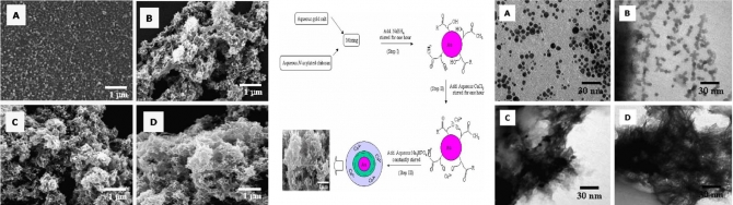 Ceramic modification of N-acylated chitosan stabilized gold nanoparticles