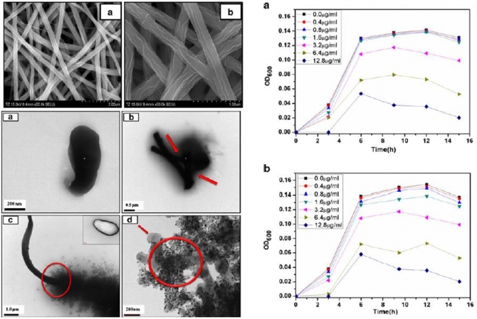 Antibacterial activity and interaction mechanism of electrospun zinc-doped titania nanofibers