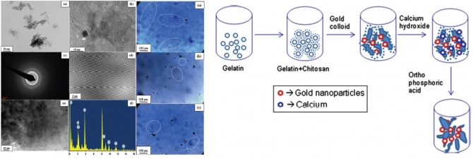 Bactericidal Activity and In Vitro Cytotoxicity Assessment of Hydroxyapatite Containing Gold Nanoparticles