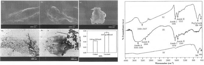 In-vitro cytotoxicity and cell uptake study of gelatin-coated magnetic iron oxide nanoparticles