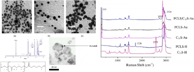 Stabilization of gold nanoparticles by thiol functionalized poly(ε-Caprolactone) for the labeling of PCL biocarrier