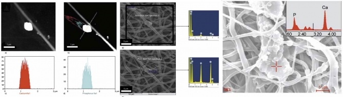 A simple approach for synthesis, characterization and bioactivity of bovine bones to fabricate the polyurethane nanofiber containing hydroxyapatite nanoparticle