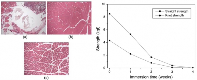 In-vitro and in-vivo Behaviors of Poly(glycolide-caprolactone) Copolymer for Bioabsorbable Suture Materials