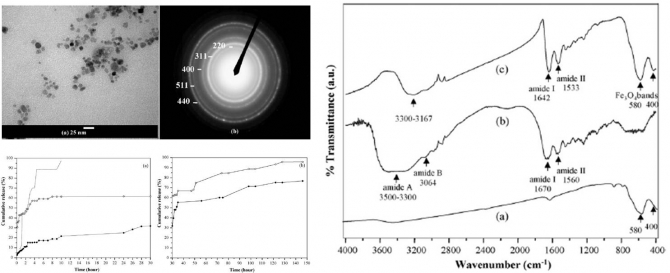 Gelatin-coated magnetic iron oxide nanoparticles as carrier system: Drug loading and in vitro drug release study 