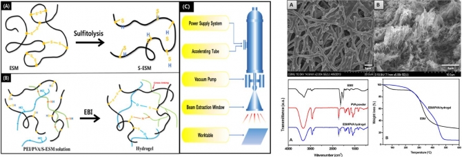 Preparation and characterization of eggshell membrane/PVA hydrogel via electron beam irradiation technique