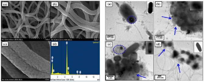 Inactivation of Foodborne Pathogens by NiO/TiO2 Composite Nanofibers: A Novel Biomaterial System