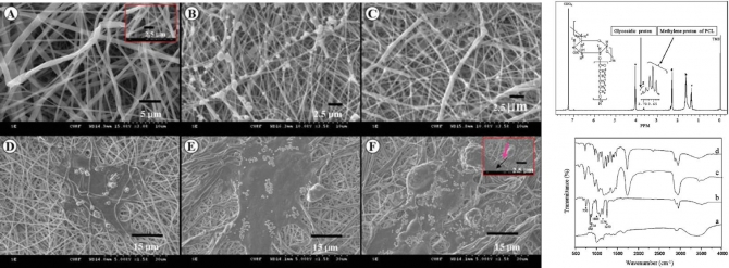Poly(ε-caprolactone) Grafted Dextran Biodegradable Electrospun Matrix: A Novel Scaffold for Tissue Engineering
