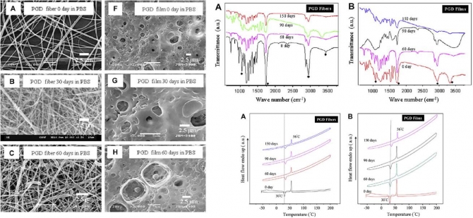 In virto hydrolytic degradation of poly(ε-caprolactone) grafted dextran fibers and films