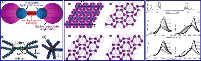 Phase Behaviors and Structures of a Symmetrically Tapered Biphenylamide