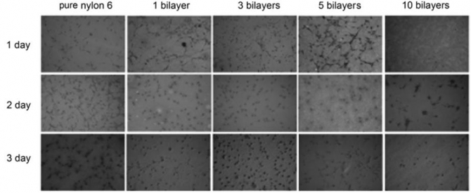 Polyelectrolyte Multilayer Coated Nanofibrous Mats: Controlled Surface Morphology and Cell Culture