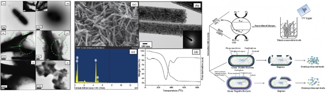 Fabrication,characterization and antibacterial effect of novel Electrospun TiO2 Nanorods on a panel of pathogenic bacteria