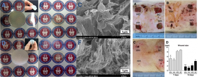 Effect of discarded keratin-based biocomposite hydrogels on the wound healing process in vivo