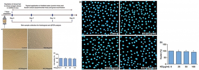 Hair growth promoting activity of discarded biocomposite keratin extract