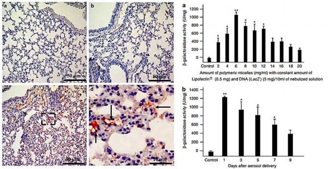 Amphiphilic triblock copolymer poly(p-dioxanone-co-(L)-lactide)block-poly(ethylene glycol), enhancement of gene  and inhibition of lung stasis by aerosol delivery